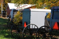 Amish buggies